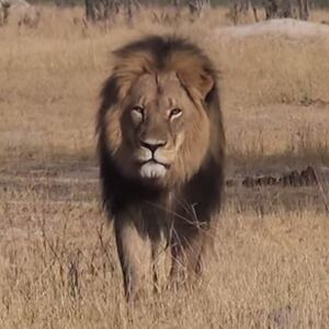 Cecil the lion.jpeg