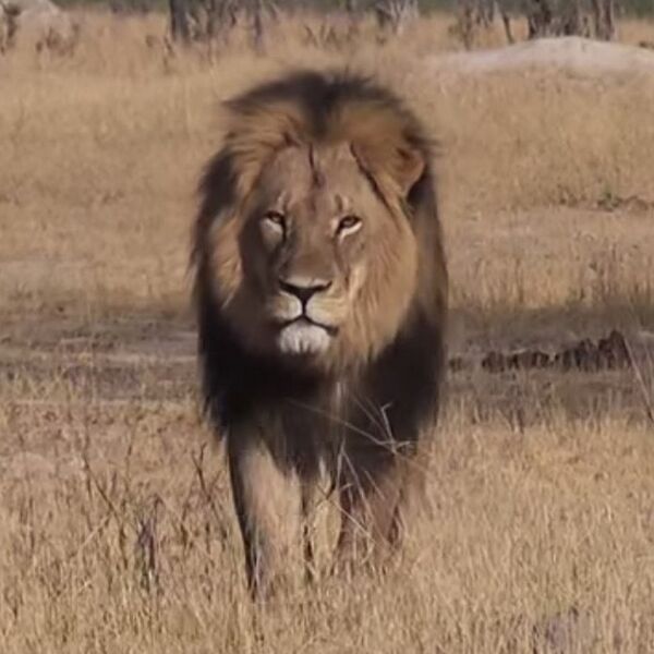 File:Cecil the lion.jpeg