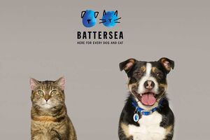 Battersea Dogs Cat thumb.jpg